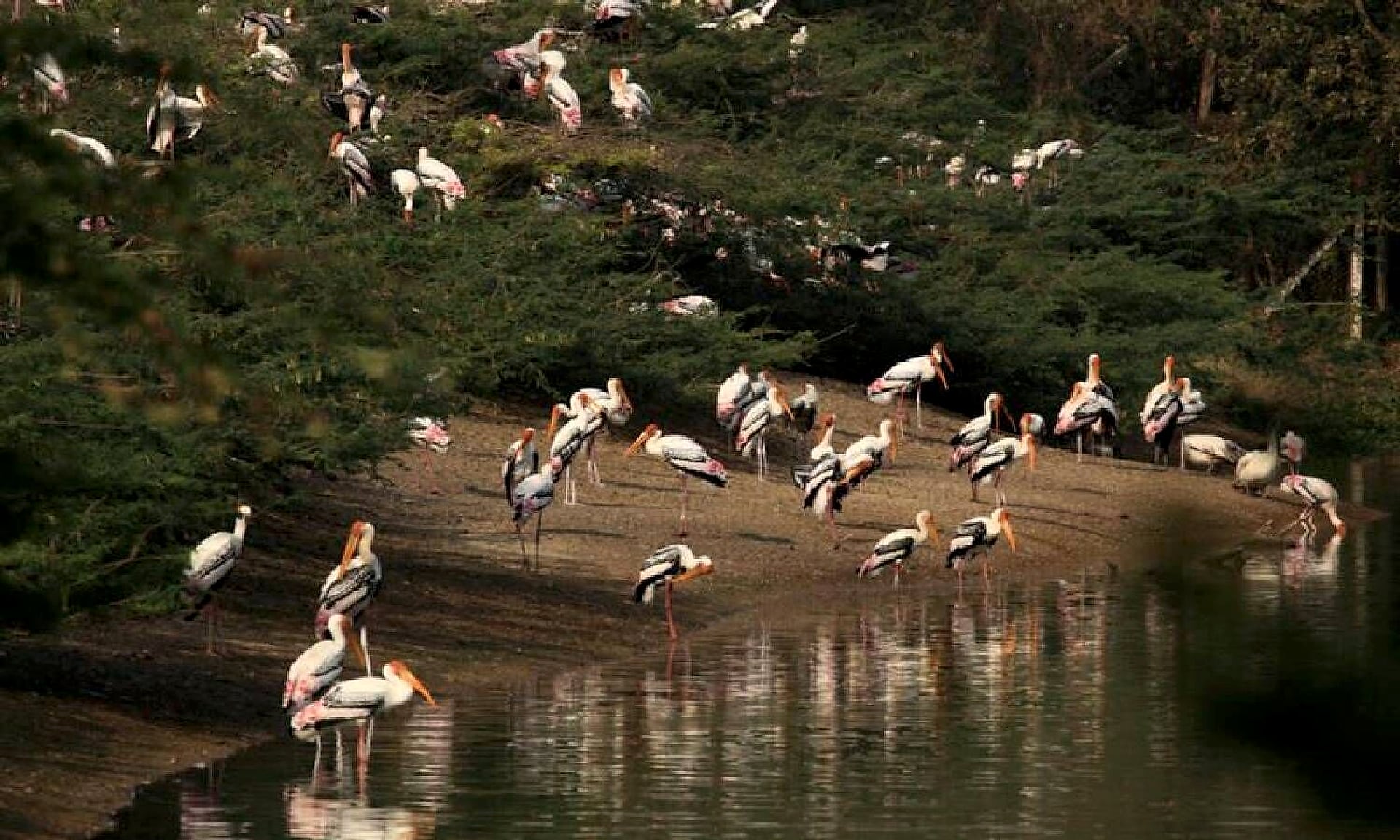 Uppalapadu Birds Protection Centre
